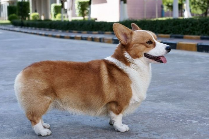柯基犬公的好还是母的好