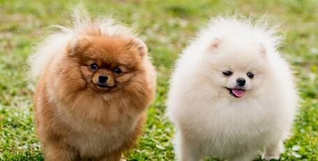 博美犬与狐狸犬的区别