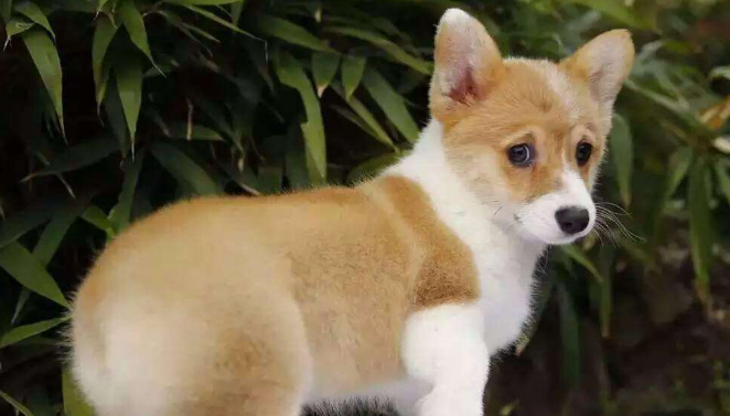 柯基犬聪明吗 柯基犬聪明吗