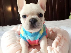 法国斗牛犬图片及价格 法国斗牛犬图片及价格