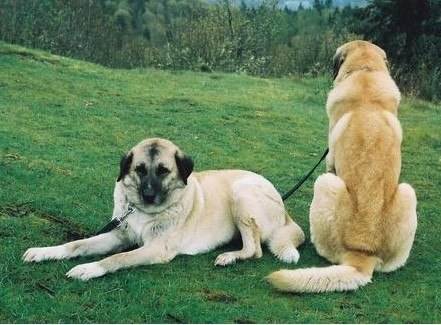 购买安娜图牧羊犬注意些什么