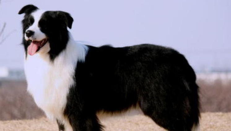 边境牧羊犬的原产地在哪里
