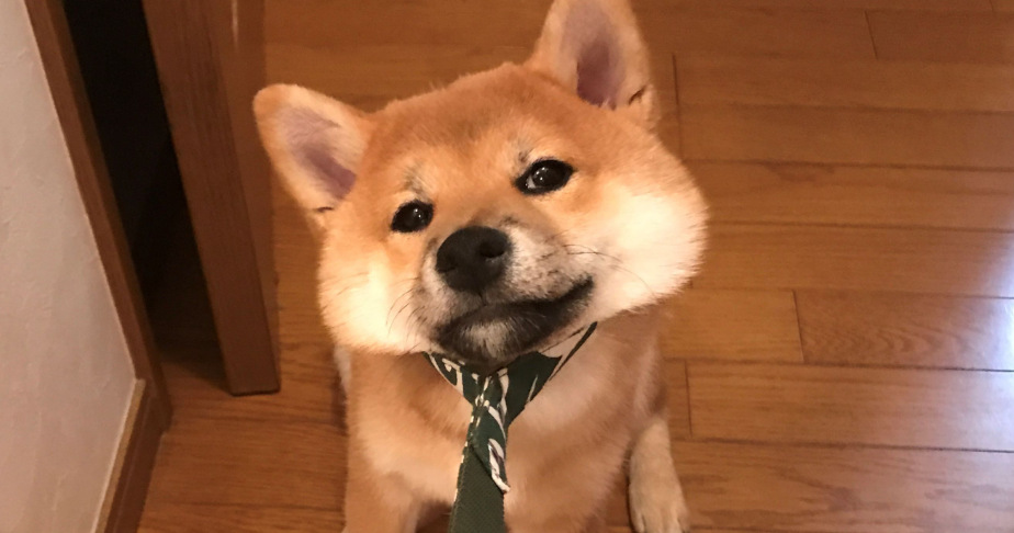 柴犬的起源和历史