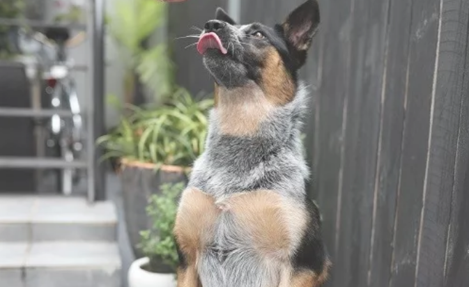 澳大利亚牧牛犬的毛色有几种