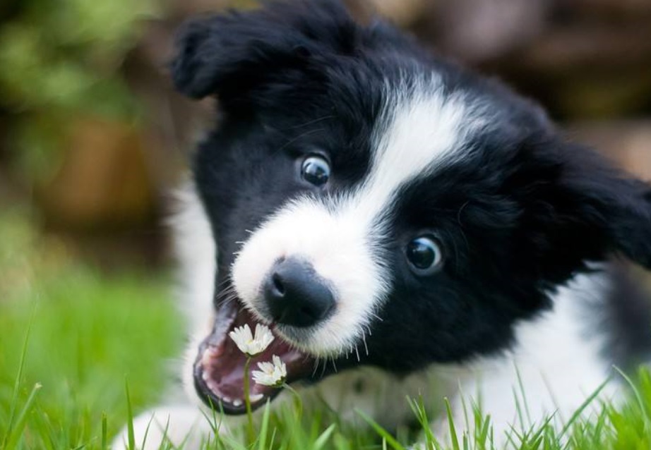 边境牧羊犬能抵御恶劣气候,被毛有粗毛和短毛两种类型且皆有柔软,浓密