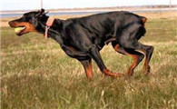 杜宾犬的饲养要点有哪些