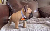 法国斗牛犬怎么看好坏