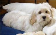 迷你贝吉格里芬凡丁犬聪明吗