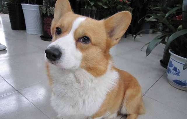 柯基犬嘴巴下面有点红是什么原因