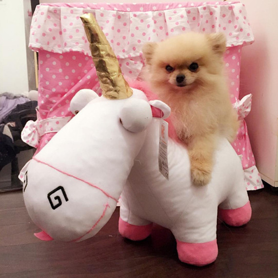 博美犬有攻击性吗