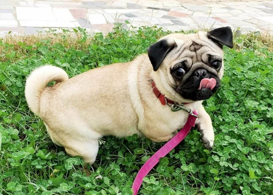 巴哥犬需要训练什么