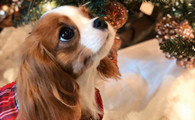 骑士查理王小猎犬的寿命一般是多久