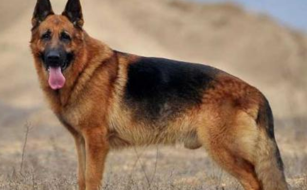 德国牧羊犬该怎么喂养 德国牧羊犬该怎么喂养
