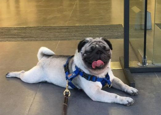 巴哥犬该怎么喂养