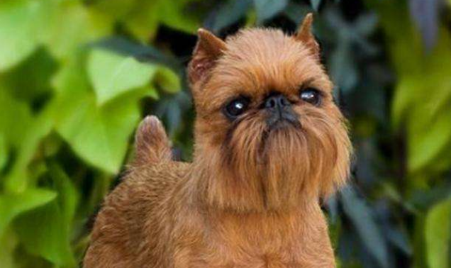 布鲁塞尔粗毛猎犬喜欢什么 布鲁塞尔粗毛猎犬喜欢什么