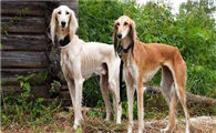 萨路基猎犬该怎么喂养