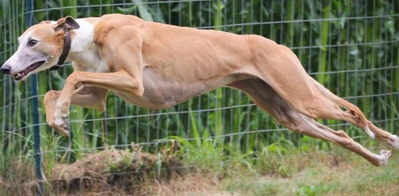 格雷伊猎犬生活习惯