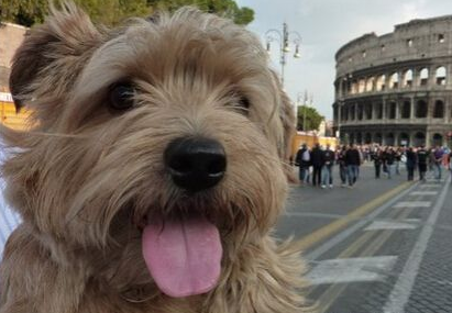 罗福梗该怎么喂养