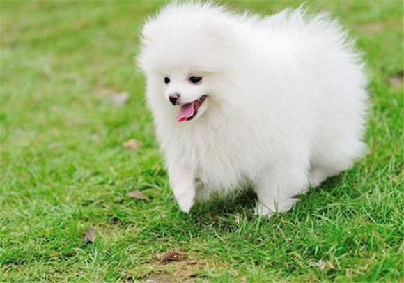 博美犬冬天如何护理