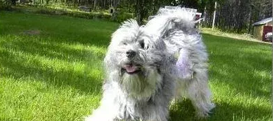 罗秦犬的饲养要点有哪些 罗秦犬的饲养要点有哪些