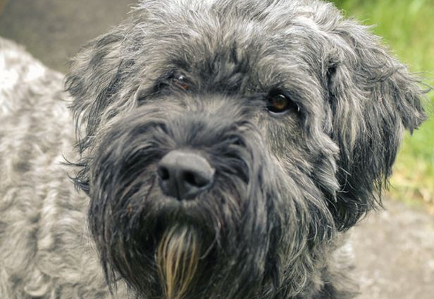 法兰德斯畜牧犬多大产仔