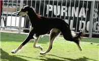 萨路基猎犬多大产仔