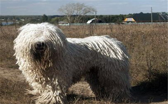 可蒙犬的原产地在哪里