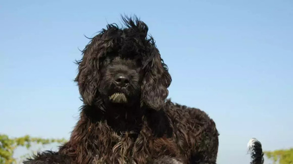 葡萄牙水犬的体高是多少 葡萄牙水犬的体高是多少