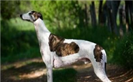 格雷伊猎犬一天吃几顿