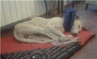 养格雷伊猎犬注意事项