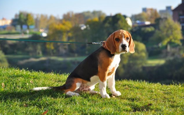 哈利犬的毛色有几种