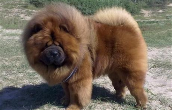 怎么判断欧亚大陆犬得了什么病