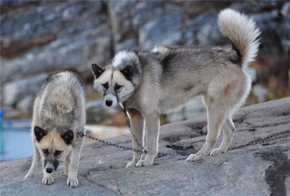 格陵兰犬一天吃几顿