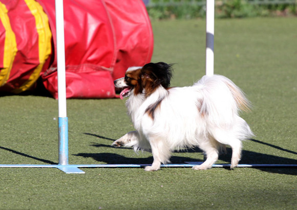 蝴蝶犬生活习惯