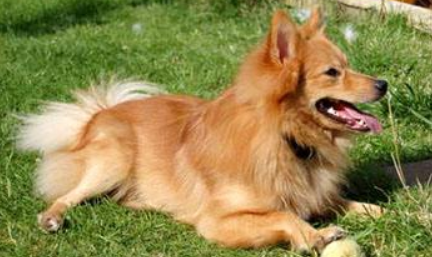 芬兰猎犬怎么训练才听话 芬兰猎犬怎么训练才听话