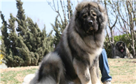 高加索犬多少钱一只