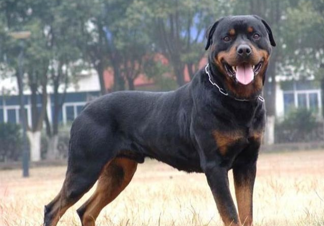 罗威纳犬该怎么喂养 罗威纳犬该怎么喂养