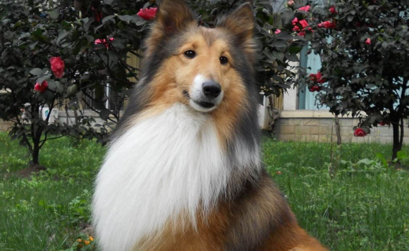 喜乐蒂牧羊犬聪明吗