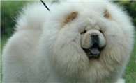 松狮犬如何训练