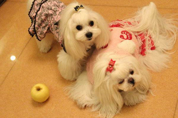 马尔济斯犬多大产仔 马尔济斯犬多大产仔