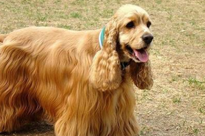 美国可卡犬训练技巧 美国可卡犬训练技巧