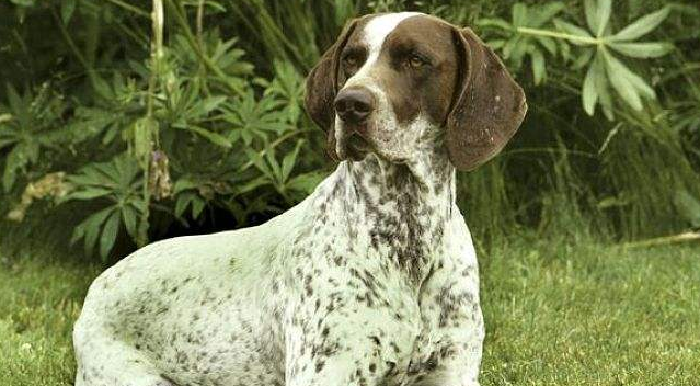 德国长毛指示犬的起源和历史