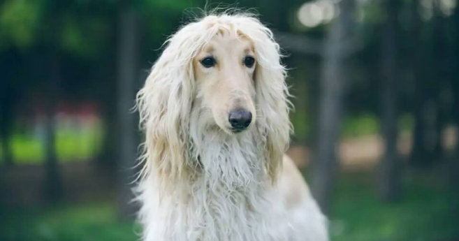 阿富汗猎犬训练技巧有哪些 阿富汗猎犬训练技巧有哪些