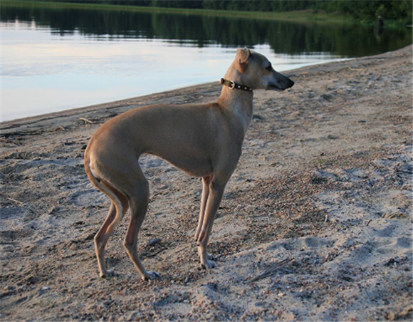 格雷伊猎犬多少钱一只