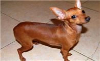 小鹿犬的外貌特征性格
