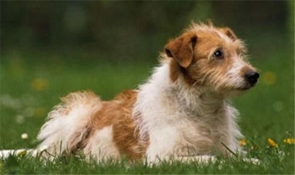 克龙弗兰德犬喜欢什么 克龙弗兰德犬喜欢什么