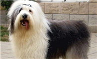 古代英国牧羊犬吃多了吐了怎么办