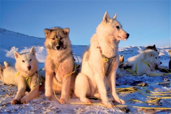 格陵兰犬该怎么喂养