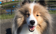 喜乐蒂牧羊犬的毛色有几种