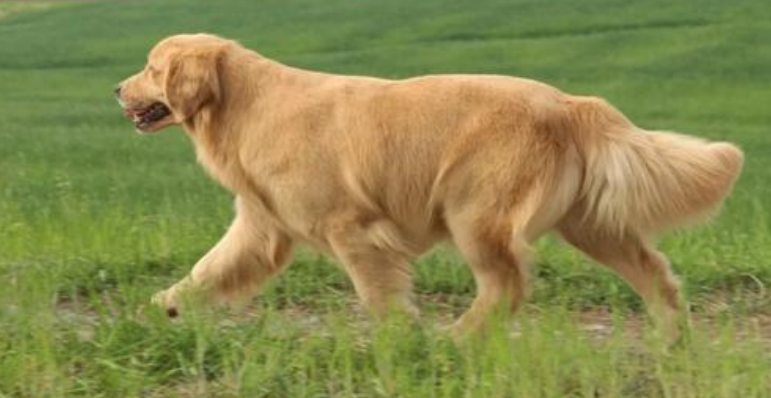 黄金猎犬多大产仔